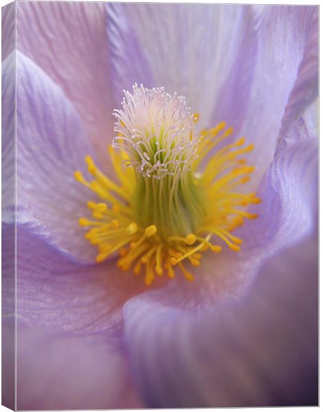 pasque flower Canvas Print by Heather Newton