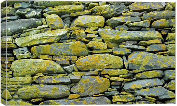 yellow and grey lichen wall Canvas Print by Heather Newton