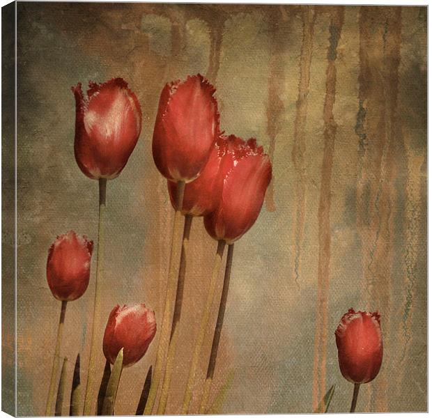 textured tulips - vintage grunge Canvas Print by Heather Newton