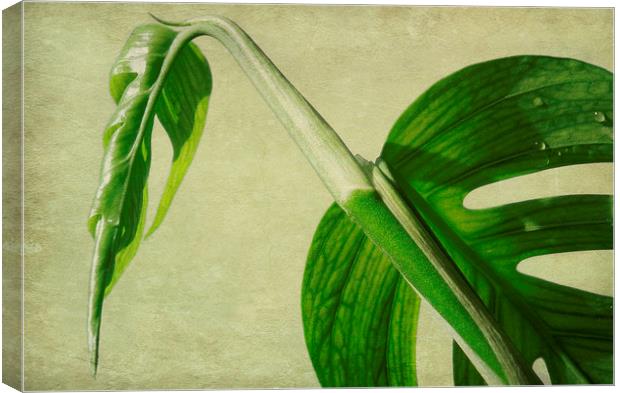 glasshouse emerald Canvas Print by Heather Newton