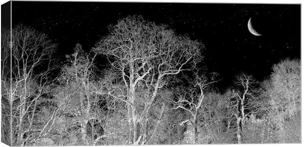 stargazing trees Canvas Print by Heather Newton