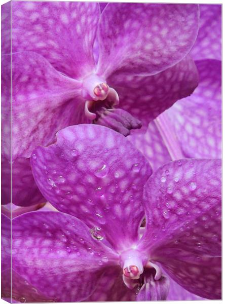 Twin purple orchids Canvas Print by Heather Newton