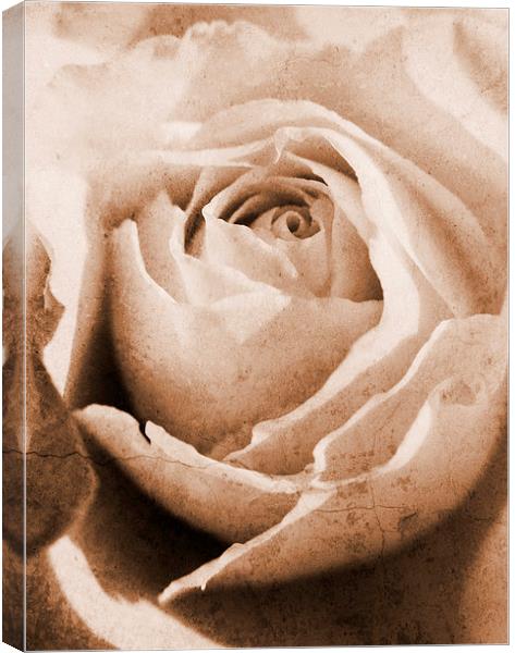 forgotten rose Canvas Print by Heather Newton