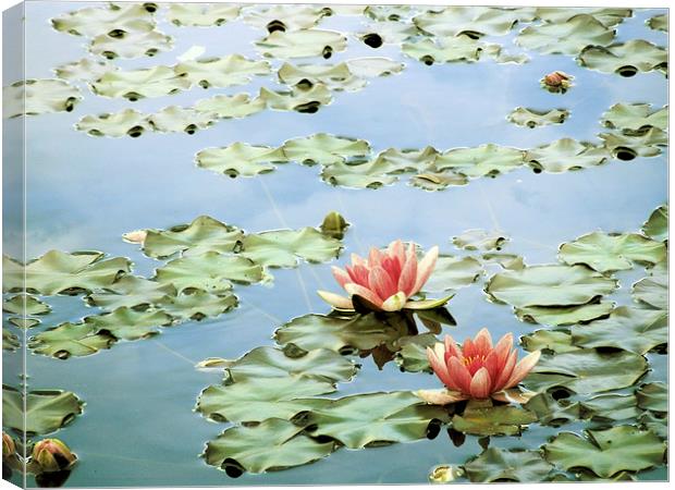 the tranquility of water lilies Canvas Print by Heather Newton