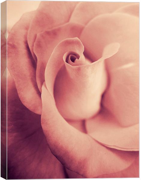 blushing rose Canvas Print by Heather Newton