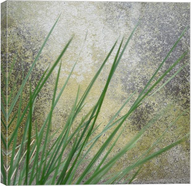 still life in grass and stone Canvas Print by Heather Newton