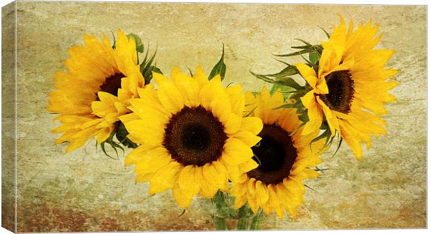 4 sunflowers Canvas Print by Heather Newton