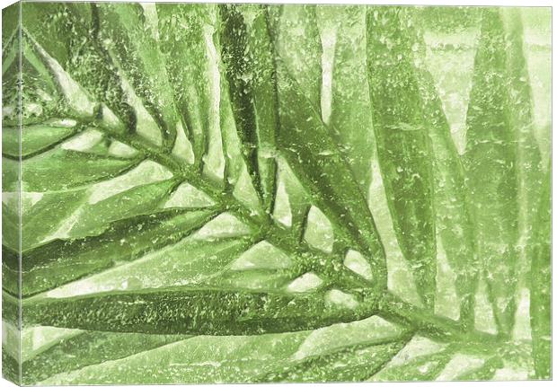 fern in stone  Canvas Print by Heather Newton