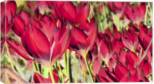  dreaming of tulips (hot pink) Canvas Print by Heather Newton