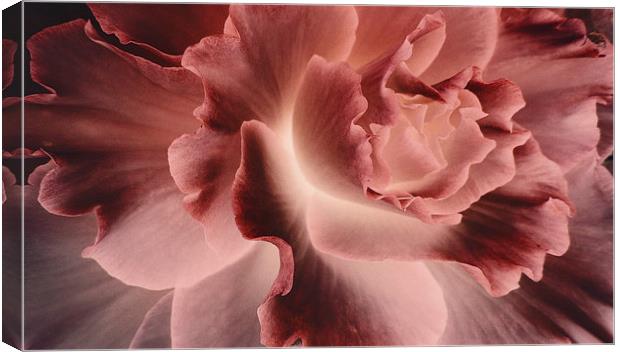 flower of the night Canvas Print by Heather Newton