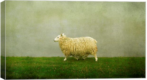  Shetland sheep Canvas Print by Heather Newton