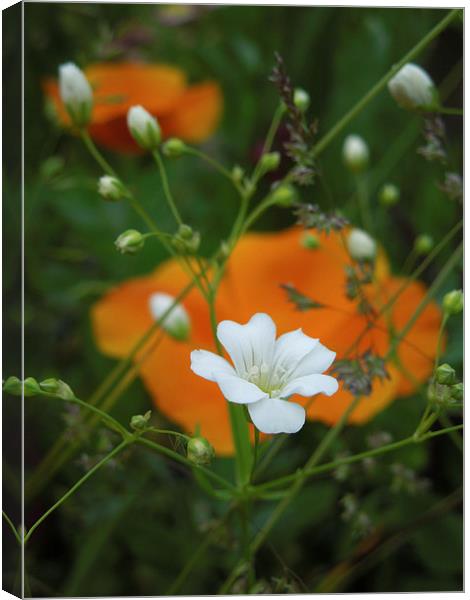 little white flowers and orange poppies  Canvas Print by Heather Newton