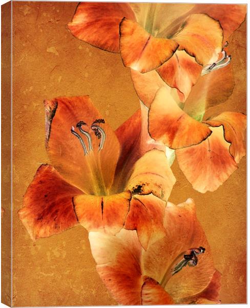 amber glow Canvas Print by Heather Newton