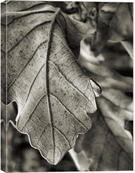winter leaves (black and white) Canvas Print by Heather Newton