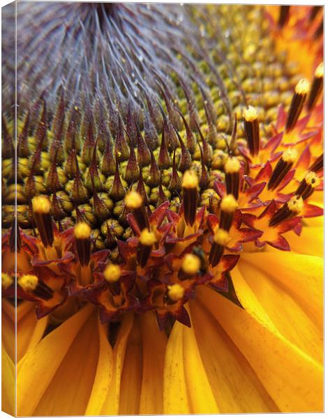  sunflower palette Canvas Print by Heather Newton