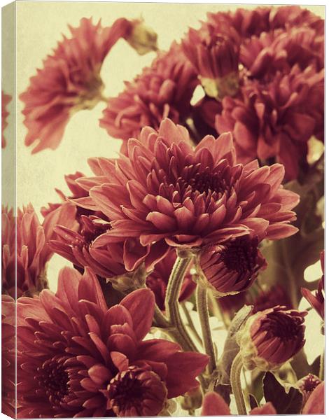  old fashioned chrysanthemums Canvas Print by Heather Newton