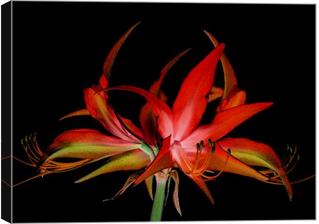  nocturnal hippeastrum Canvas Print by Heather Newton