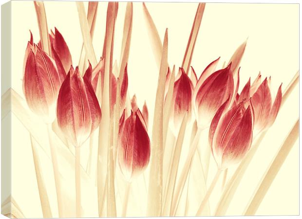  ethereal tulips Canvas Print by Heather Newton