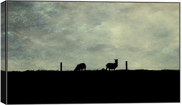 Shetland evening Canvas Print by Heather Newton