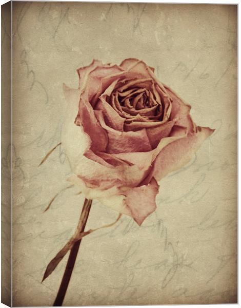 a lover's rose  Canvas Print by Heather Newton