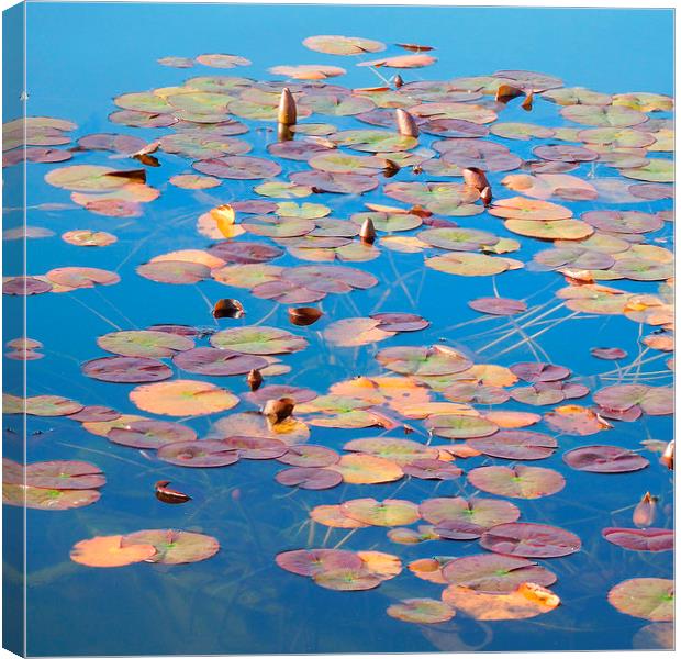 waterlilies in autumn Canvas Print by Heather Newton