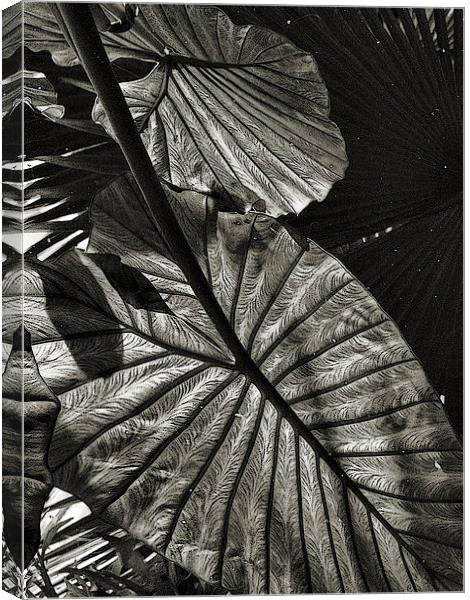  dark reflections (monotone) Canvas Print by Heather Newton