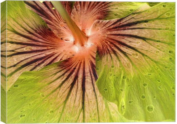 hibiscus abstract Canvas Print by Heather Newton