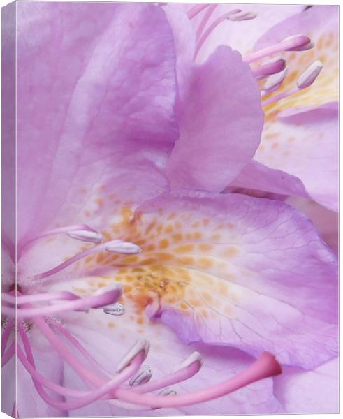 Rhododendron rising Canvas Print by Heather Newton