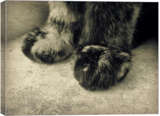 little paws Canvas Print by Heather Newton