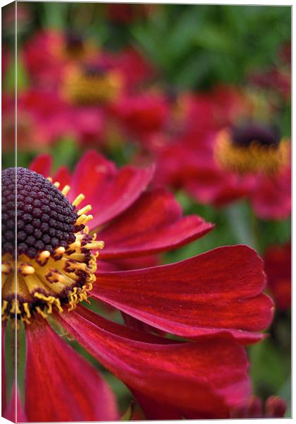 red flower Canvas Print by Heather Newton