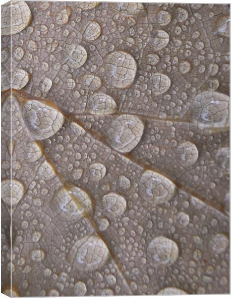 water droplets Canvas Print by Heather Newton