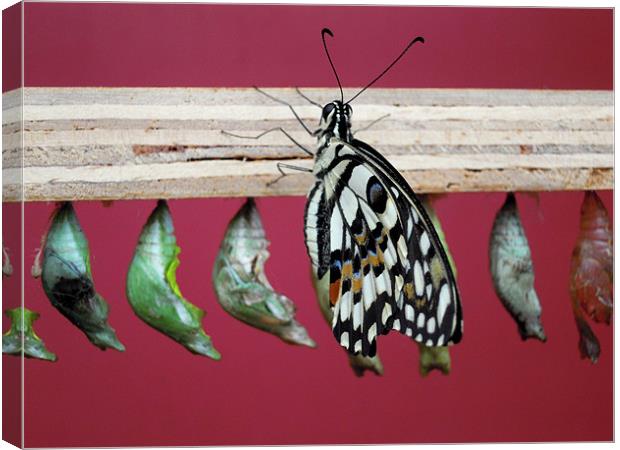 butterfly and chrysalises Canvas Print by Heather Newton
