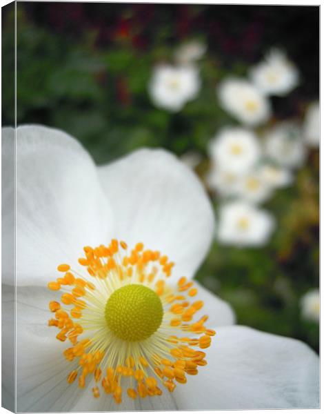 white flowers Canvas Print by Heather Newton