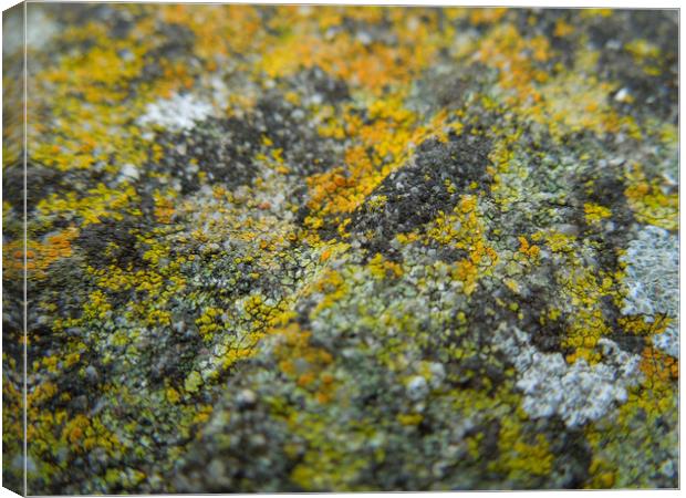 lichen landscape Canvas Print by Heather Newton