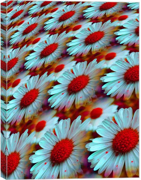 daisy dreams Canvas Print by Heather Newton