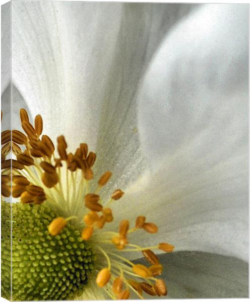 white petal Canvas Print by Heather Newton