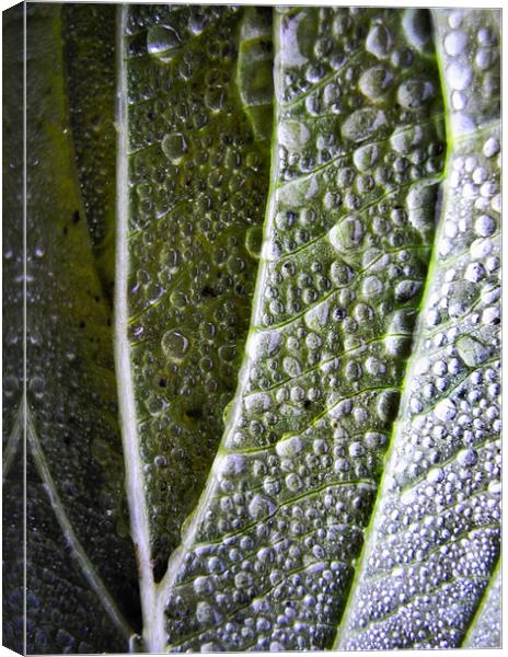 dewdrops and shadows Canvas Print by Heather Newton