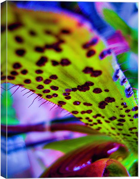 neon orchid Canvas Print by Heather Newton