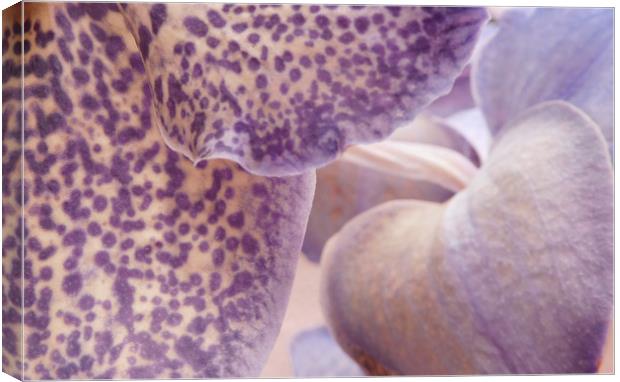 orchid abstracted Canvas Print by Heather Newton