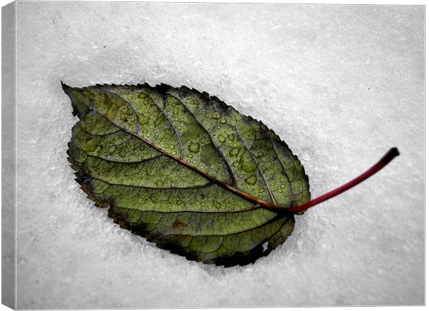 white snow, green leaf Canvas Print by Heather Newton