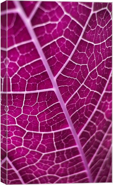 purple leaf Canvas Print by Heather Newton