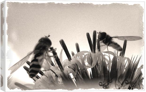 dancing hoverflies Canvas Print by Heather Newton