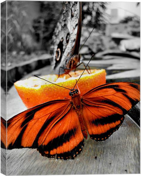 tiger butterfly Canvas Print by Heather Newton