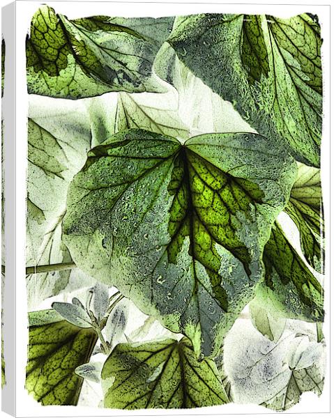 dreams botanical Canvas Print by Heather Newton