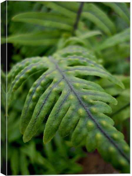 green fern Canvas Print by Heather Newton