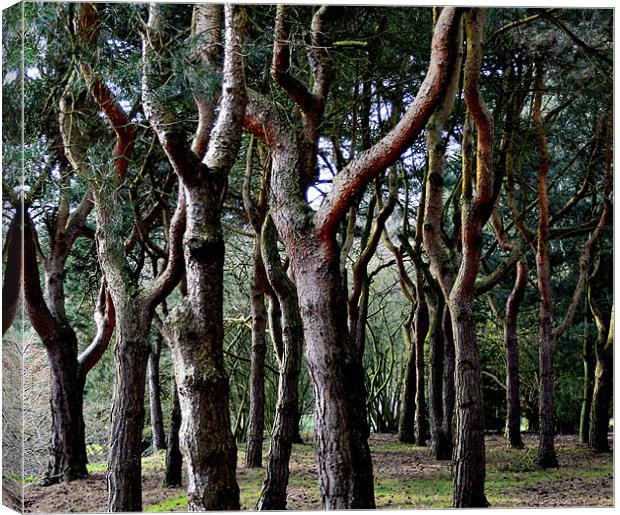 tangled wood Canvas Print by Heather Newton