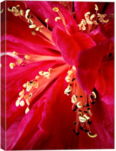 pink camelia Canvas Print by Heather Newton