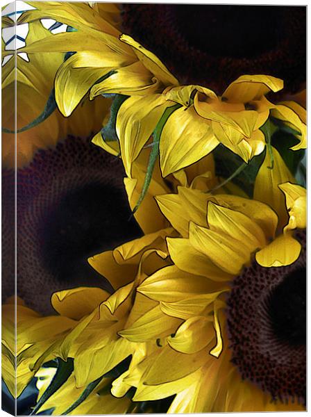 sunflowers Canvas Print by Heather Newton