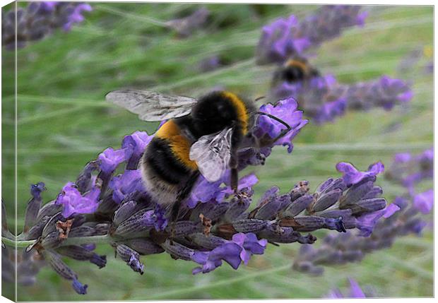 bumble bees and lavender Canvas Print by Heather Newton