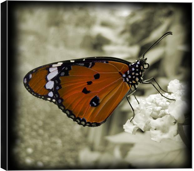 orange monarch butterfly Canvas Print by Heather Newton